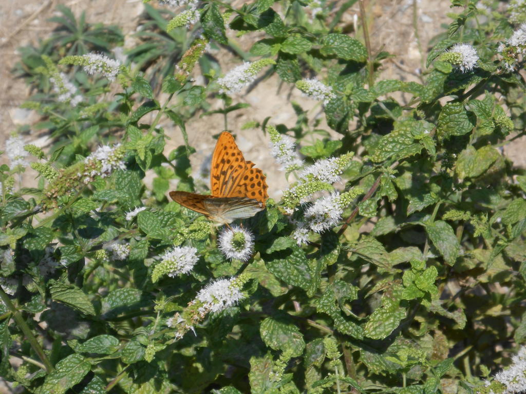 Belbea Tourist Resort Balestrino Buitenkant foto